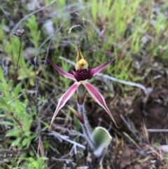 Caladenia actensis (Canberra Spider Orchid) by AaronClausen