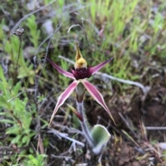 Caladenia actensis (Canberra Spider Orchid) at Majura, ACT - 8 Oct 2016 by AaronClausen