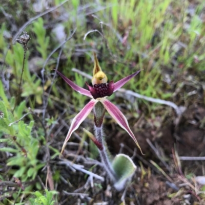 Caladenia actensis (Canberra Spider Orchid) at  - suppressed by AaronClausen