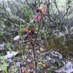 Caladenia actensis (Canberra Spider Orchid) by AaronClausen