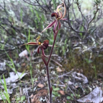 Caladenia actensis (Canberra Spider Orchid) at  - suppressed by AaronClausen