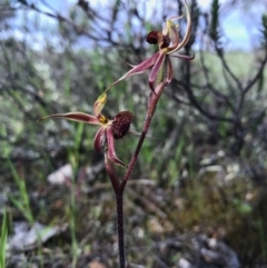 Caladenia actensis at suppressed - 8 Oct 2016