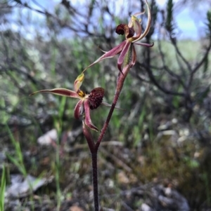 Caladenia actensis at suppressed - 8 Oct 2016