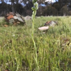 Hymenochilus bicolor (Black-tip Greenhood) at Majura, ACT - 8 Oct 2016 by AaronClausen