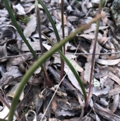 Thelymitra sp. (A Sun Orchid) at Majura, ACT - 8 Oct 2016 by AaronClausen