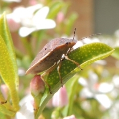 Dictyotus caenosus at Conder, ACT - 8 Oct 2016