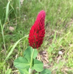 Trifolium incarnatum (Crimson Clover) at Garran, ACT - 8 Oct 2016 by Speedsta
