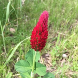 Trifolium incarnatum at Garran, ACT - 8 Oct 2016