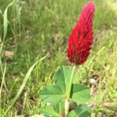 Trifolium incarnatum at Garran, ACT - 8 Oct 2016