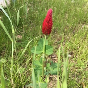 Trifolium incarnatum at Garran, ACT - 8 Oct 2016 09:14 AM