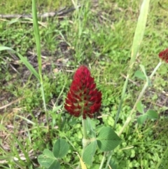 Trifolium incarnatum at Garran, ACT - 8 Oct 2016