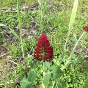 Trifolium incarnatum at Garran, ACT - 8 Oct 2016 09:14 AM