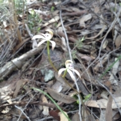 Caladenia ustulata (Brown Caps) at Acton, ACT - 8 Oct 2016 by annam