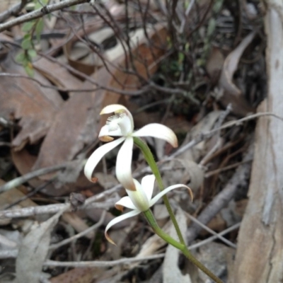 Caladenia ustulata (Brown Caps) at Acton, ACT - 8 Oct 2016 by annam