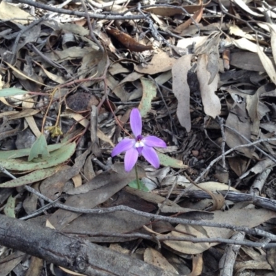 Glossodia major (Wax Lip Orchid) at Acton, ACT - 8 Oct 2016 by annam