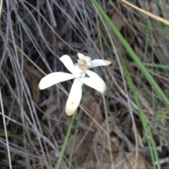 Caladenia ustulata (Brown Caps) at Acton, ACT - 8 Oct 2016 by annam