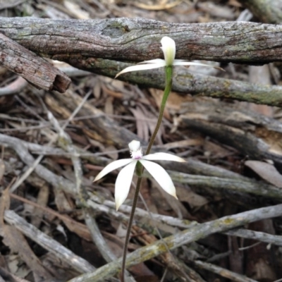 Caladenia ustulata (Brown Caps) at Acton, ACT - 8 Oct 2016 by annam