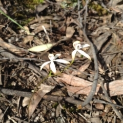 Caladenia ustulata (Brown Caps) at Acton, ACT - 8 Oct 2016 by annam