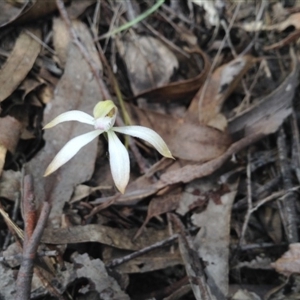 Caladenia ustulata at Point 5820 - suppressed