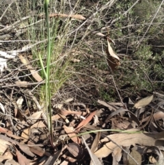 Diuris sp. (A Donkey Orchid) at Acton, ACT - 8 Oct 2016 by annam