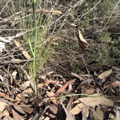 Diuris sp. (A Donkey Orchid) at Acton, ACT - 8 Oct 2016 by annam