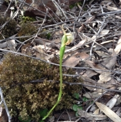 Pterostylis nutans (Nodding Greenhood) at Acton, ACT - 8 Oct 2016 by annam