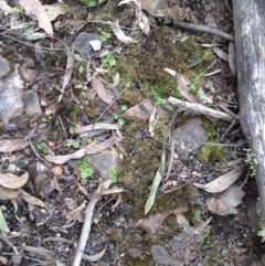 Pterostylis nutans at Point 5820 - suppressed