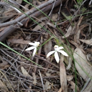 Caladenia ustulata at Point 5820 - suppressed