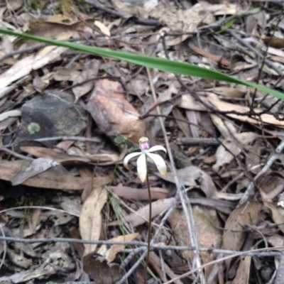 Caladenia ustulata (Brown Caps) at Acton, ACT - 8 Oct 2016 by annam