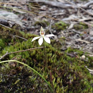 Caladenia carnea at Point 5820 - suppressed