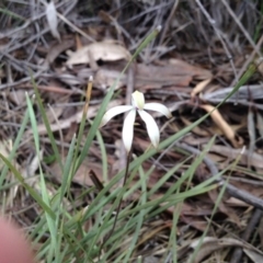 Caladenia ustulata (Brown Caps) at Canberra Central, ACT - 8 Oct 2016 by annam