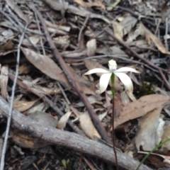 Caladenia ustulata (Brown Caps) at Acton, ACT - 8 Oct 2016 by annam