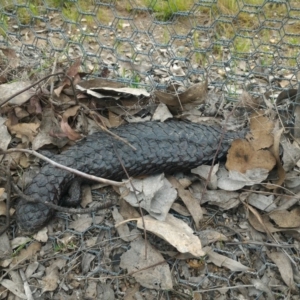 Tiliqua rugosa at Gungahlin, ACT - 9 Oct 2016 01:11 PM