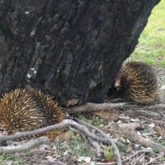 Tachyglossus aculeatus (Short-beaked Echidna) at Mulligans Flat - 9 Oct 2016 by GarethQ