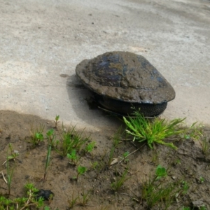 Chelodina longicollis at Gungahlin, ACT - 9 Oct 2016