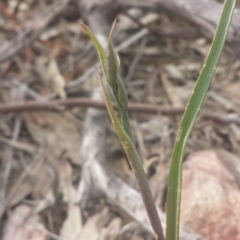 Calochilus sp. (A Beard Orchid) at Point 5818 - 8 Oct 2016 by MattM