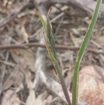 Calochilus sp. (A Beard Orchid) at Canberra Central, ACT - 8 Oct 2016 by MattM