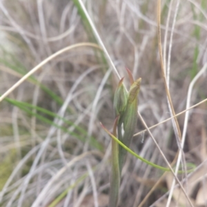 Calochilus sp. at Undefined Area - suppressed