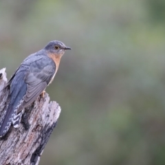 Cacomantis flabelliformis (Fan-tailed Cuckoo) at Bournda, NSW - 8 Oct 2016 by Leo