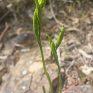 Diuris sp. at Point 5818 - suppressed