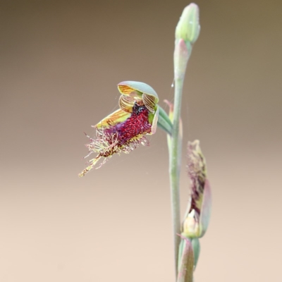 Calochilus robertsonii (Beard Orchid) at Bournda, NSW - 9 Oct 2016 by Leo