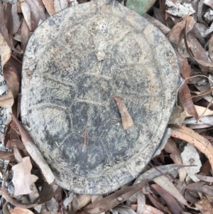 Chelodina longicollis at Gungahlin, ACT - 9 Oct 2016 03:18 PM