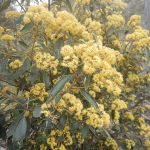 Pomaderris intermedia at Canberra Central, ACT - 9 Oct 2016