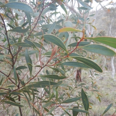 Acacia penninervis var. penninervis (Hickory Wattle) at Canberra Central, ACT - 9 Oct 2016 by MichaelMulvaney