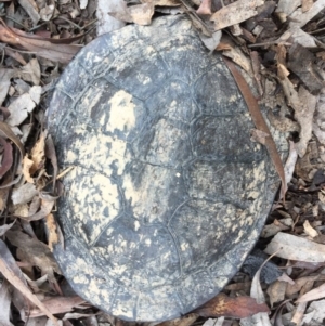 Chelodina longicollis at Gungahlin, ACT - 9 Oct 2016