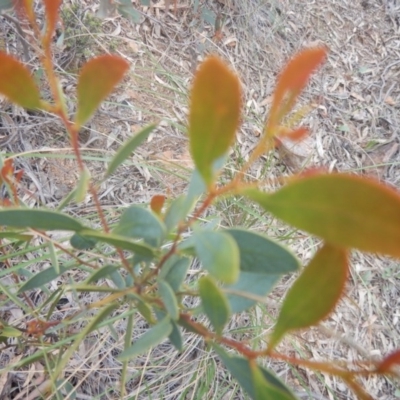 Acacia penninervis var. penninervis (Hickory Wattle) at Canberra Central, ACT - 9 Oct 2016 by MichaelMulvaney