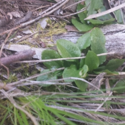 Pterostylis sp. (A Greenhood) at Point 5818 - 8 Oct 2016 by MattM