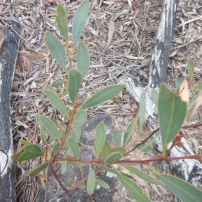 Acacia penninervis var. penninervis (Hickory Wattle) at Canberra Central, ACT - 9 Oct 2016 by MichaelMulvaney