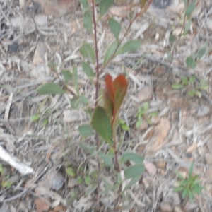 Acacia penninervis var. penninervis at Canberra Central, ACT - 9 Oct 2016