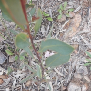 Acacia penninervis var. penninervis at Canberra Central, ACT - 9 Oct 2016 02:24 PM